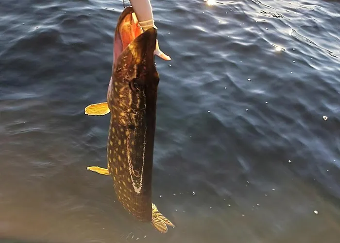 Kaszubskie Laki -domek Nr 5 Semesterbostad Lakie (Bytow)